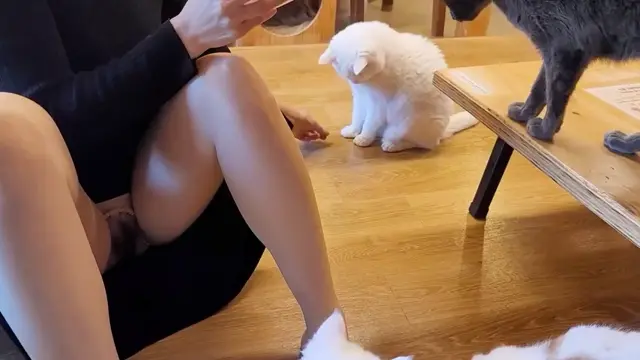 야옹이들과 힐링타임